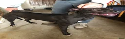 Greyhound dogs for sale: Bull grayhound  in Maryport - Advert 1