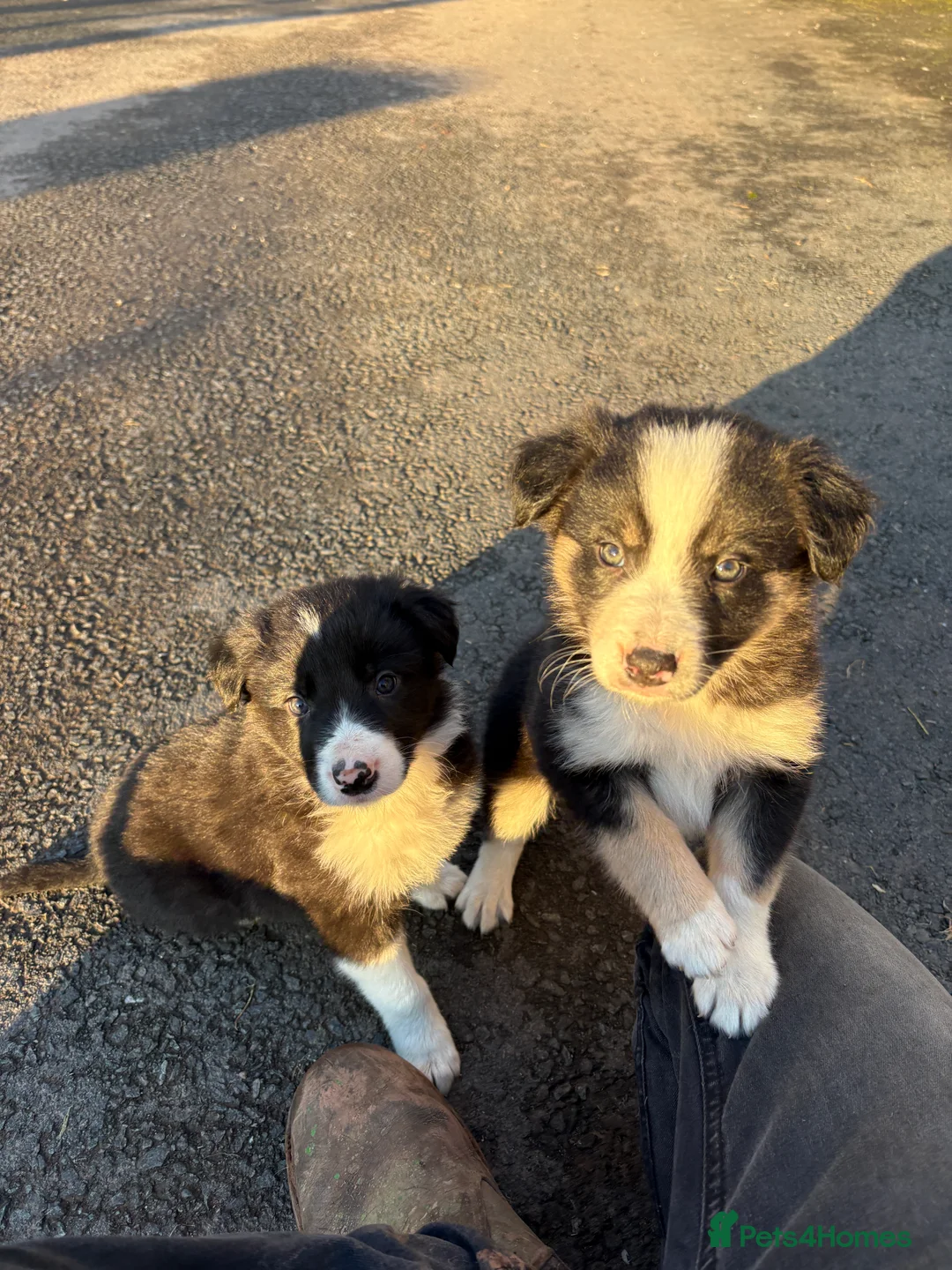 Border Collie dogs for sale: Beautiful Collie Pups - Ready for  **  - £895 - Advert 4
