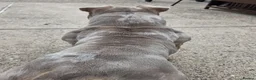 American Bully dogs for sale: American bully - Advert 3