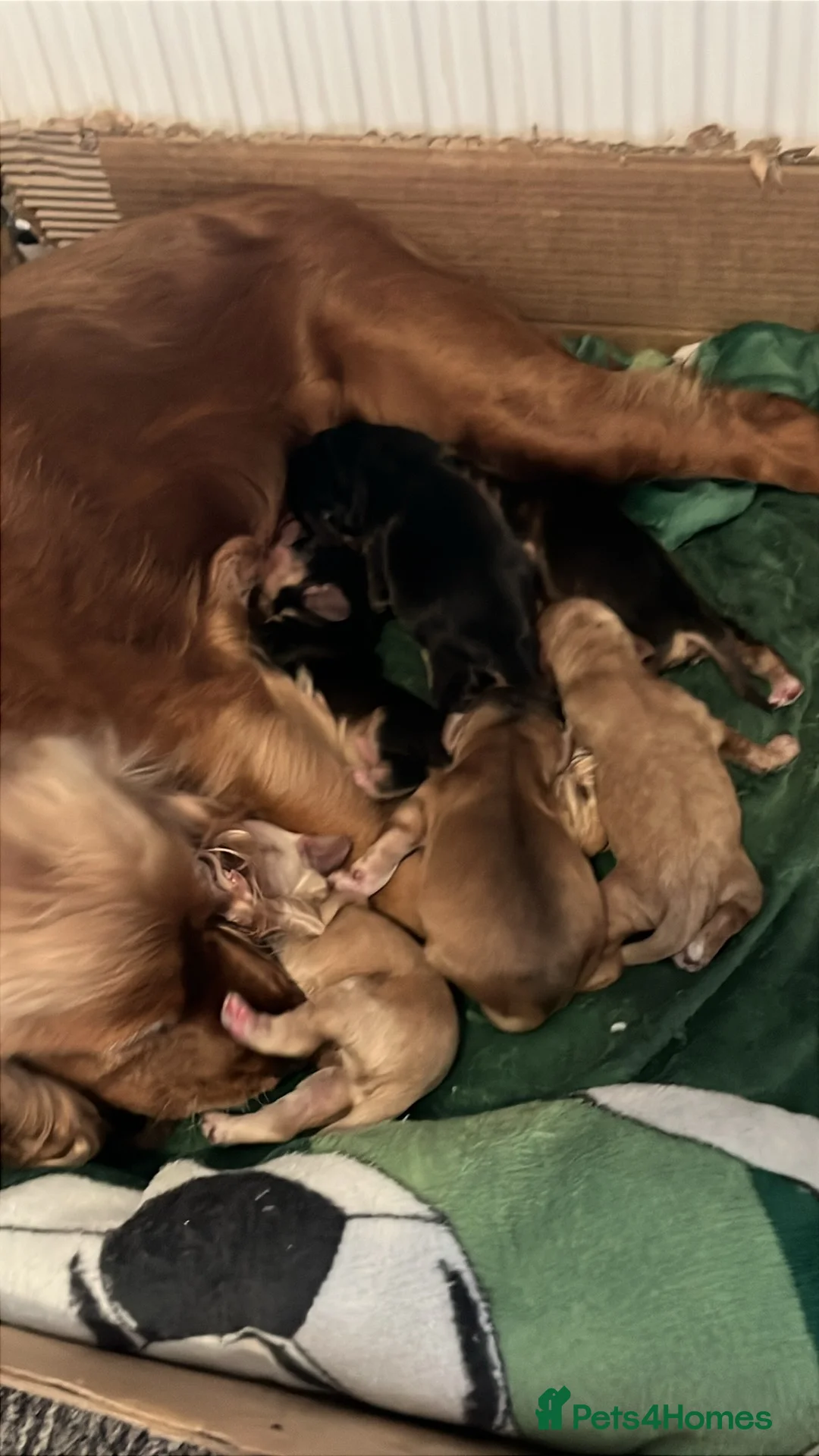 Cocker Spaniel dogs for sale: Beautiful cocker spaniel puppies  - Advert 8