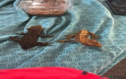 Gecko reptiles for sale: Crested geckos - Advert 12