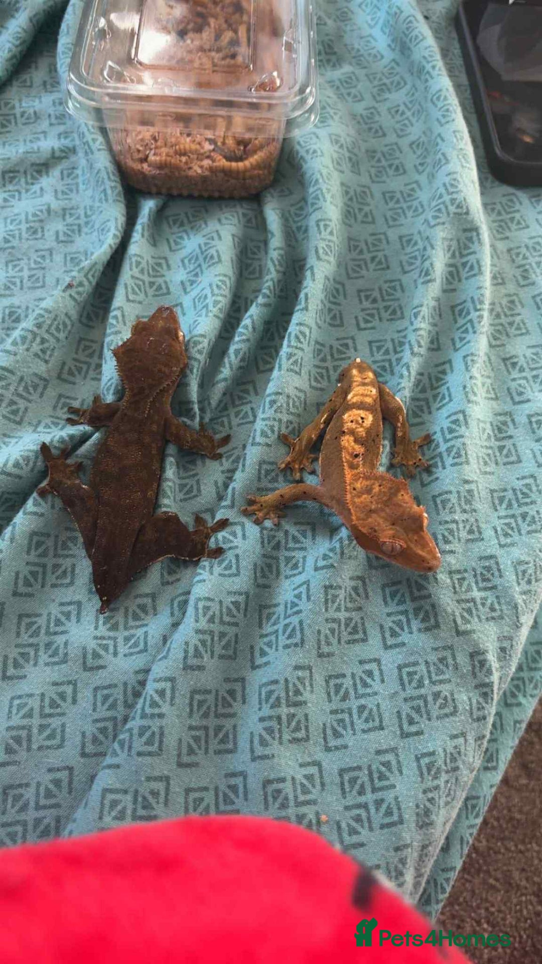 Gecko reptiles for sale: Crested geckos - Advert 12