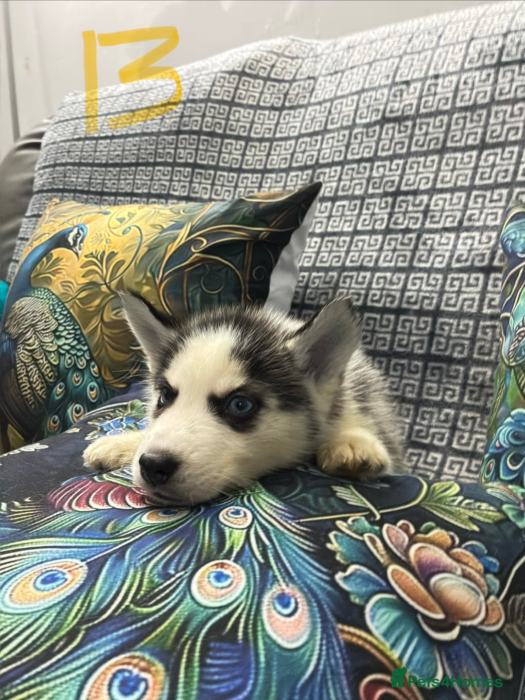 Siberian Husky dogs for sale: Pure Siberian huskies  - Advert 13