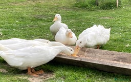 Ducks poultry for sale: Pure Aylesbury ducklings  - Image 6