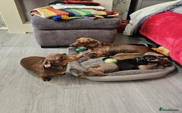 Dachshund dogs for sale: mini dachshund  - Image 13