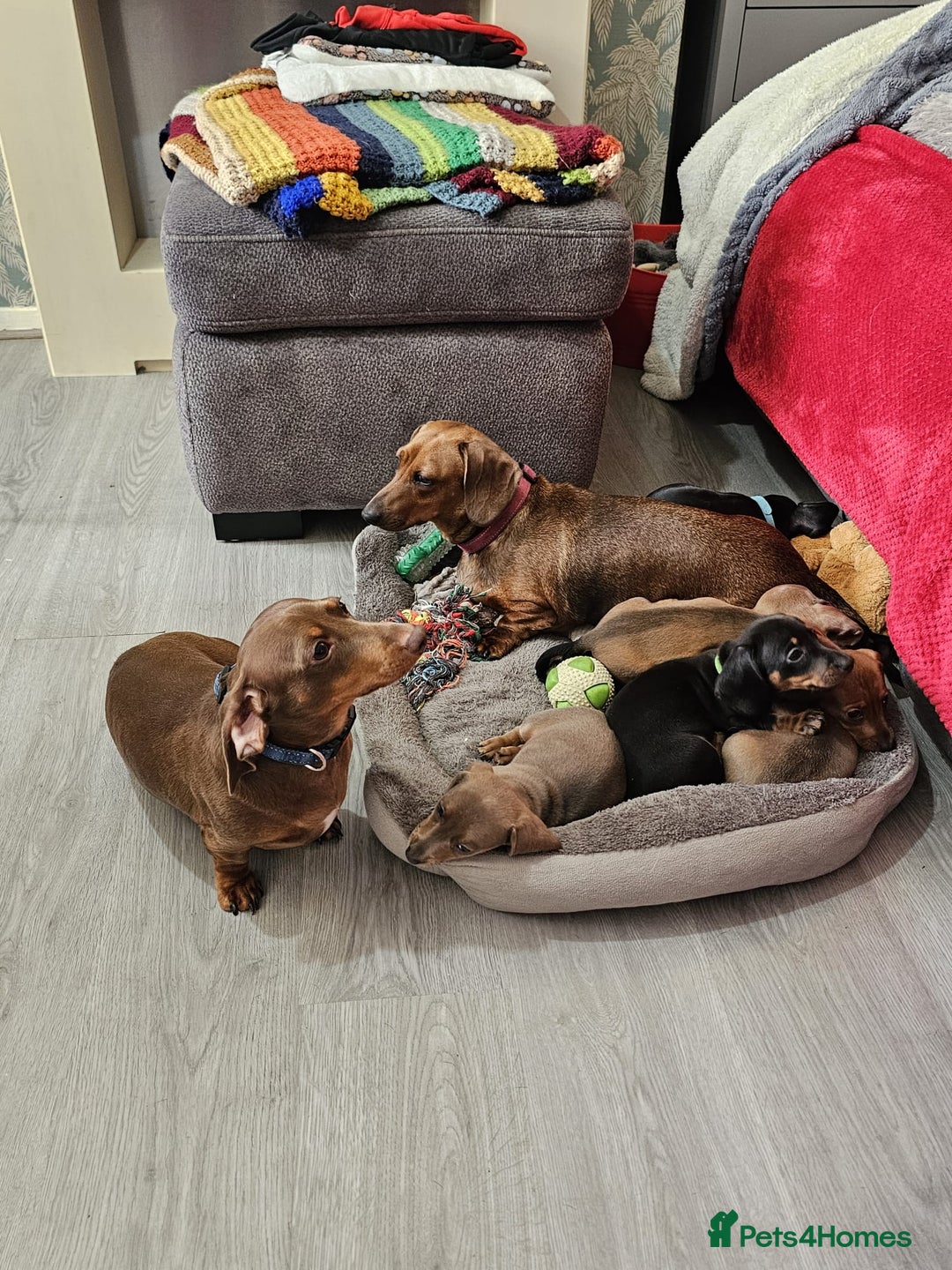 Dachshund dogs for sale: mini dachshund  - Image 13