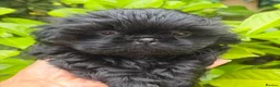 Shih Tzu dogs for sale: Stunning shihtzus  - Advert 14