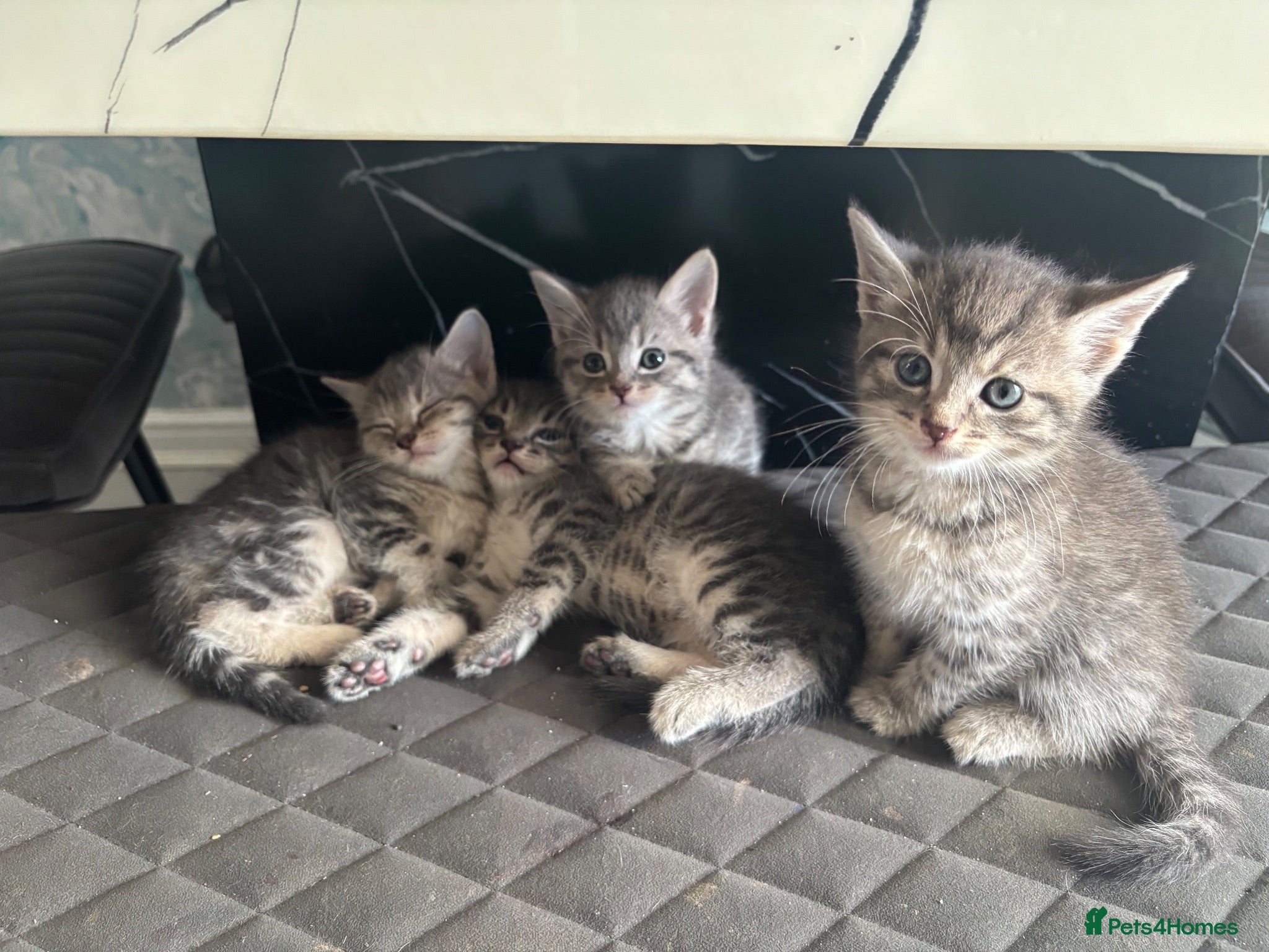 British Shorthair cats Gorgeous grey British shorthair cross kittens 🐱 - Advert 2