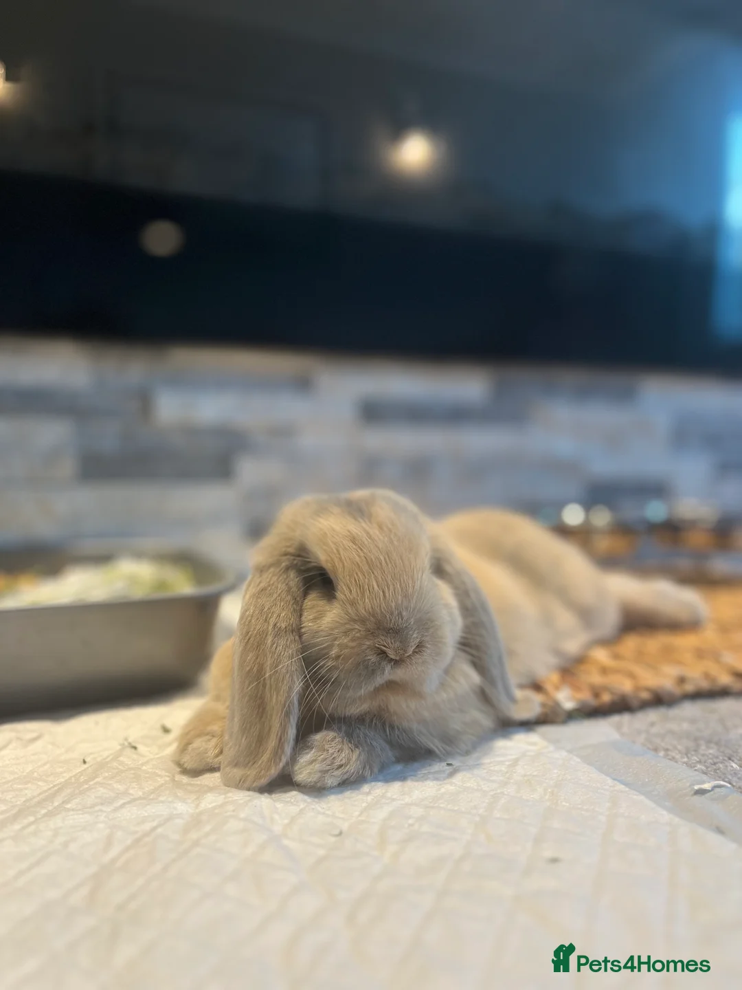 Mini Lop rabbits for sale: Mini Lop Male in Northampton - Advert 4