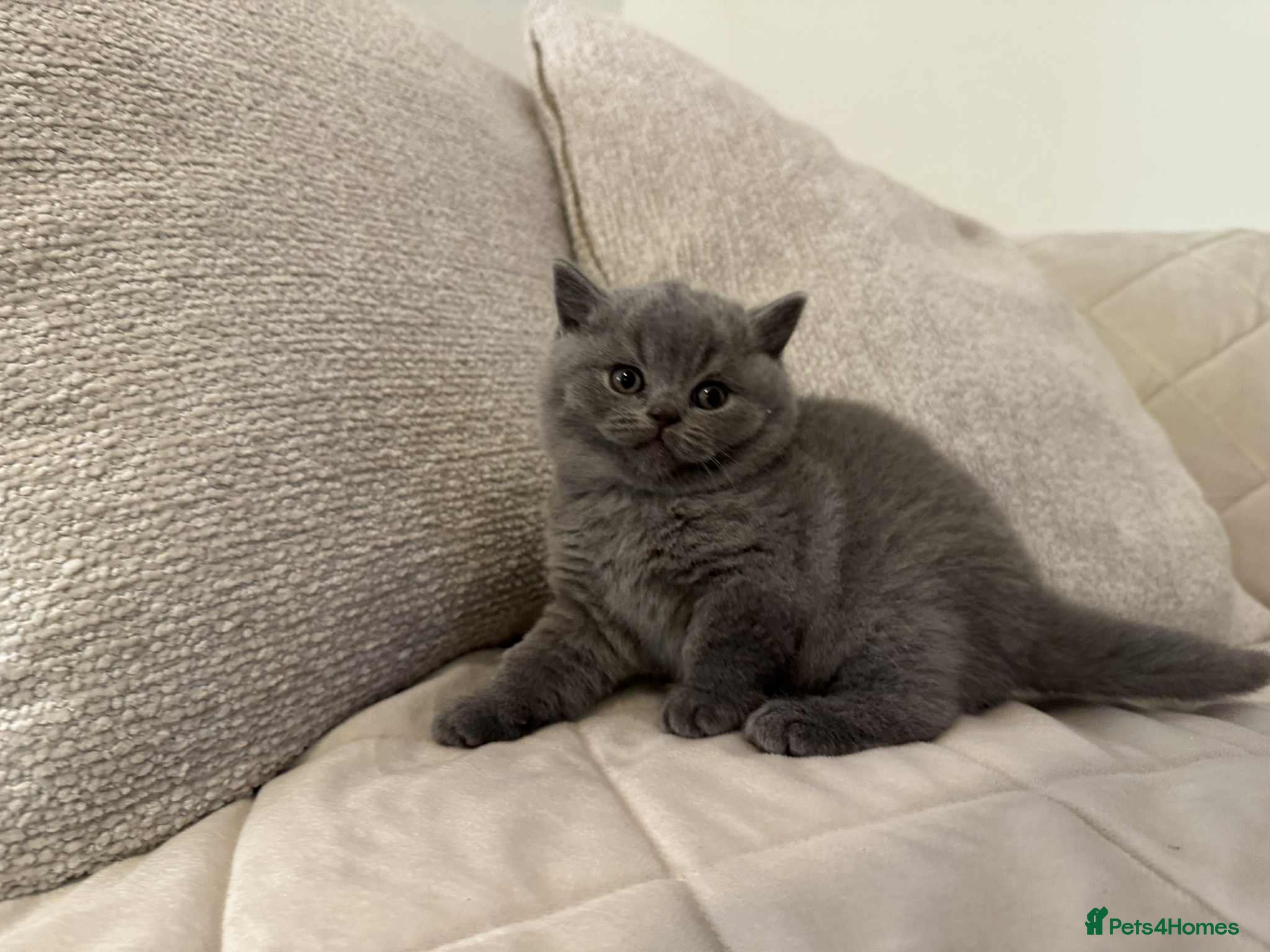 British Shorthair cats 🐾💙 Meet our little gentleman! 💙🐾 - Advert 1