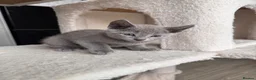 Russian Blue cats for sale: ✨ Beautiful Pedigree Russian Blue Kittens ✨ - Advert 4