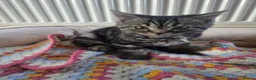 Mixed Breed cats for sale: Tabby cross persian kittens for sale  - Advert 10