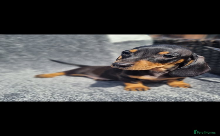 Miniature Dachshund dogs - Advert 8