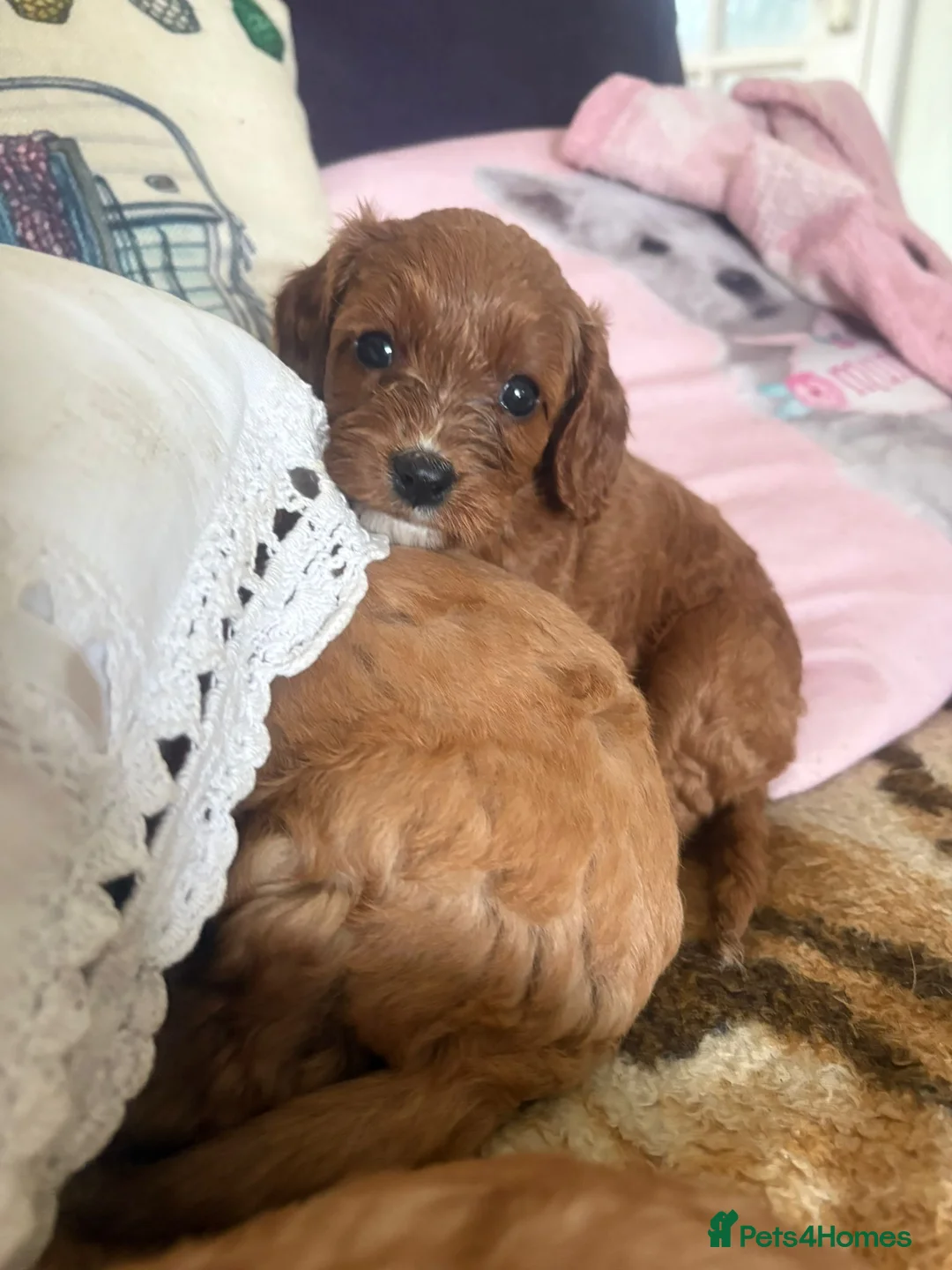 Cavapoo dogs for sale: Specialist Health tested Cavapoo  in Petworth - Advert 2