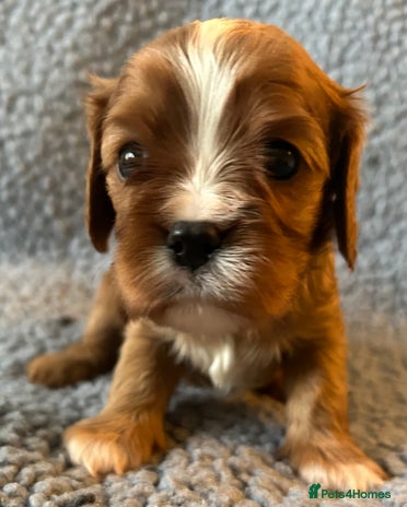 Cavalier King Charles Spaniel dogs Health Tested, beautiful KC Cavalier Puppies. - Advert 1