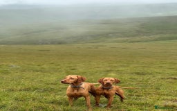 Hungarian Vizsla dogs for sale: Bela is Expecting! Hungarian Vizsla Puppies - Image 3
