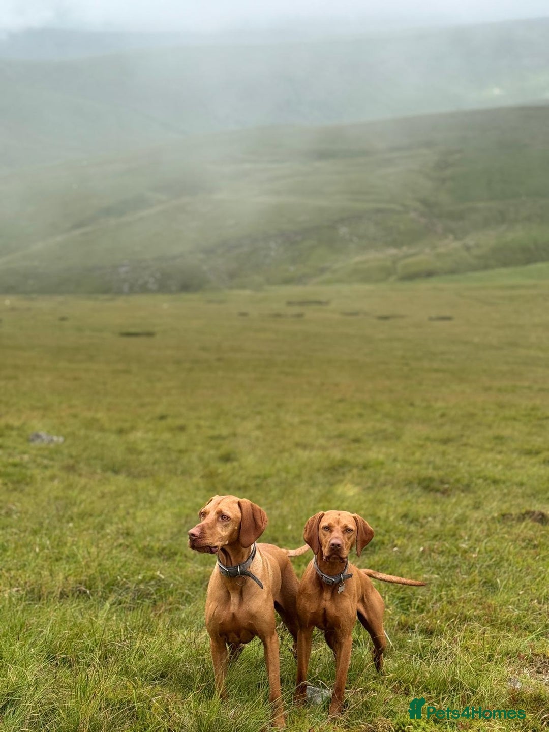 Hungarian Vizsla dogs for sale: Bela is Expecting! Hungarian Vizsla Puppies - Image 3