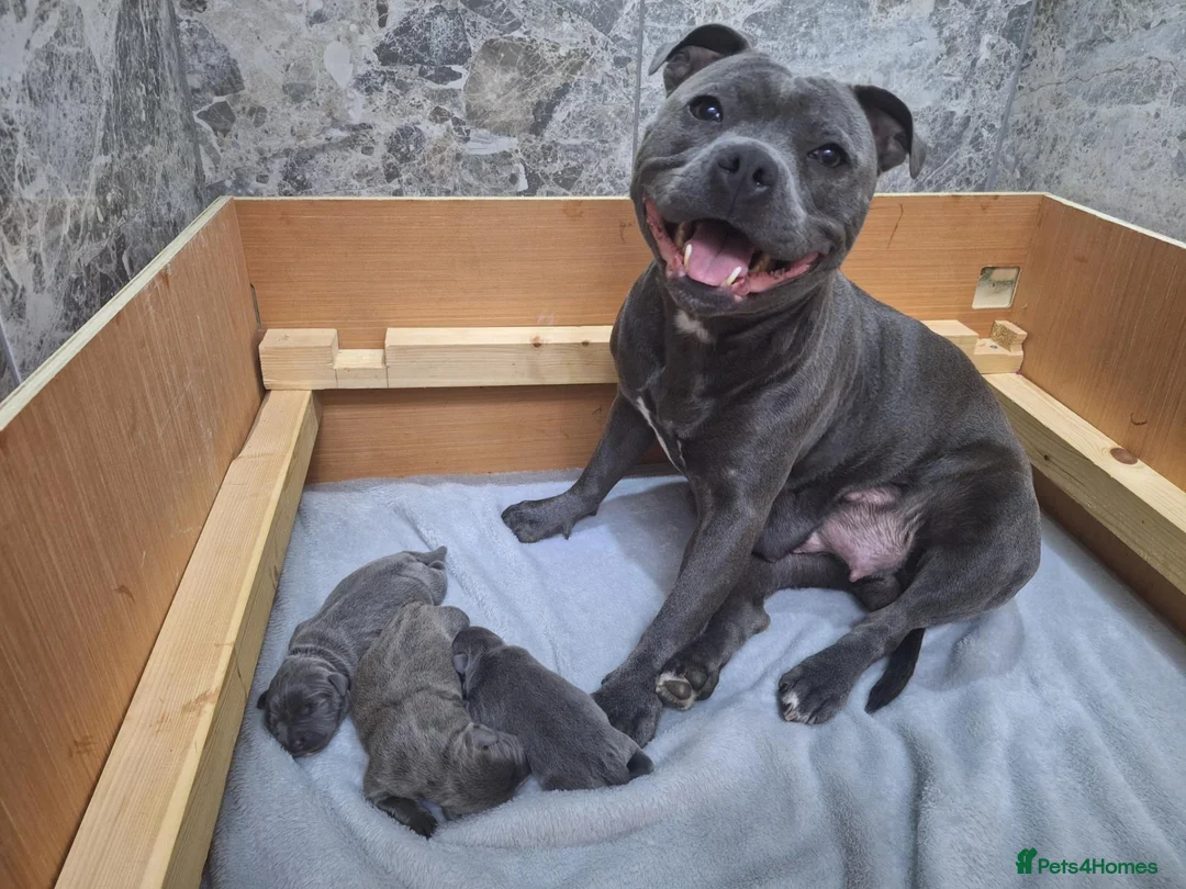 Staffordshire Bull Terrier dogs for sale: TOP QUALITY KC REG BLUE STAFFY! ONLY 1 GIRL LEFT! in Northolt - Advert 2