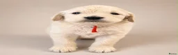 Goldendoodle dogs for sale: Beautiful Goldendoodles puppies  - Advert 8