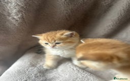 Scottish Fold cats for sale: Beautiful Gold Chinchilla babies  - Advert 26