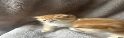 Scottish Fold cats for sale: Beautiful Gold Chinchilla babies  - Advert 27