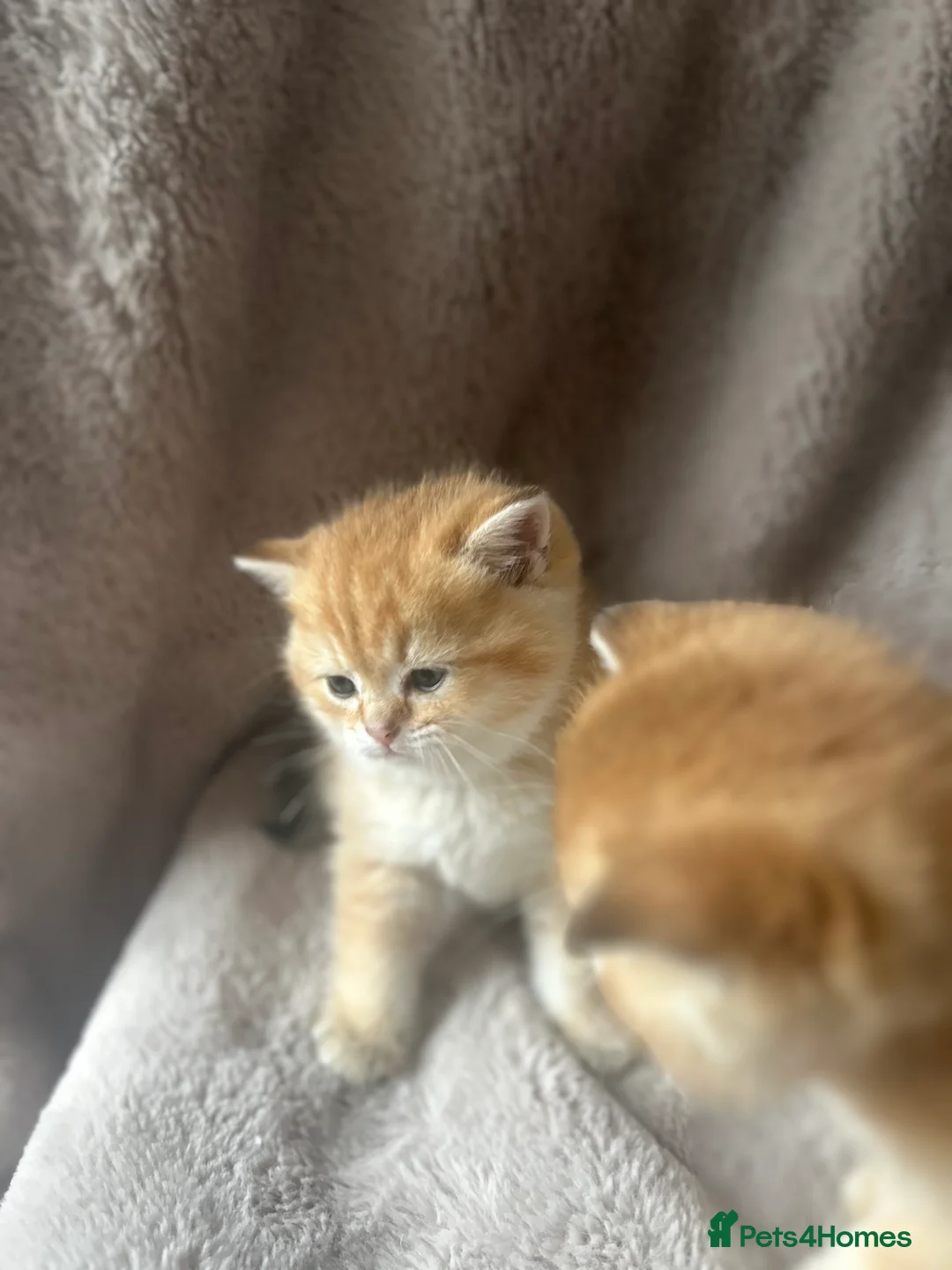 Scottish Fold cats for sale: Beautiful Gold Chinchilla babies  - Advert 27