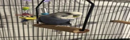 Budgerigars birds for sale: Mr Skye  in Warrington - Advert 4