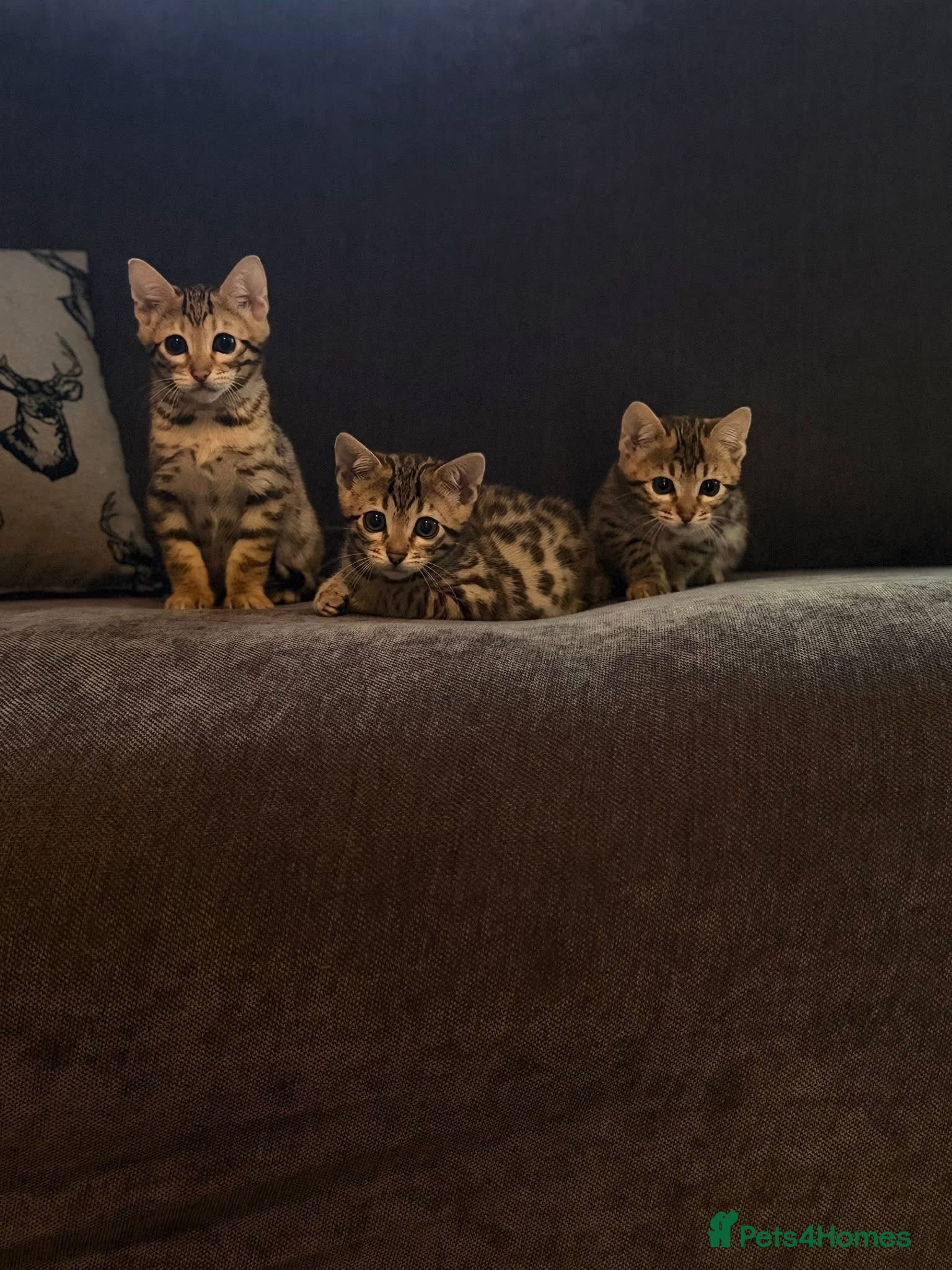 Bengal cats Stunning beautiful bengal kittens  - Advert 1