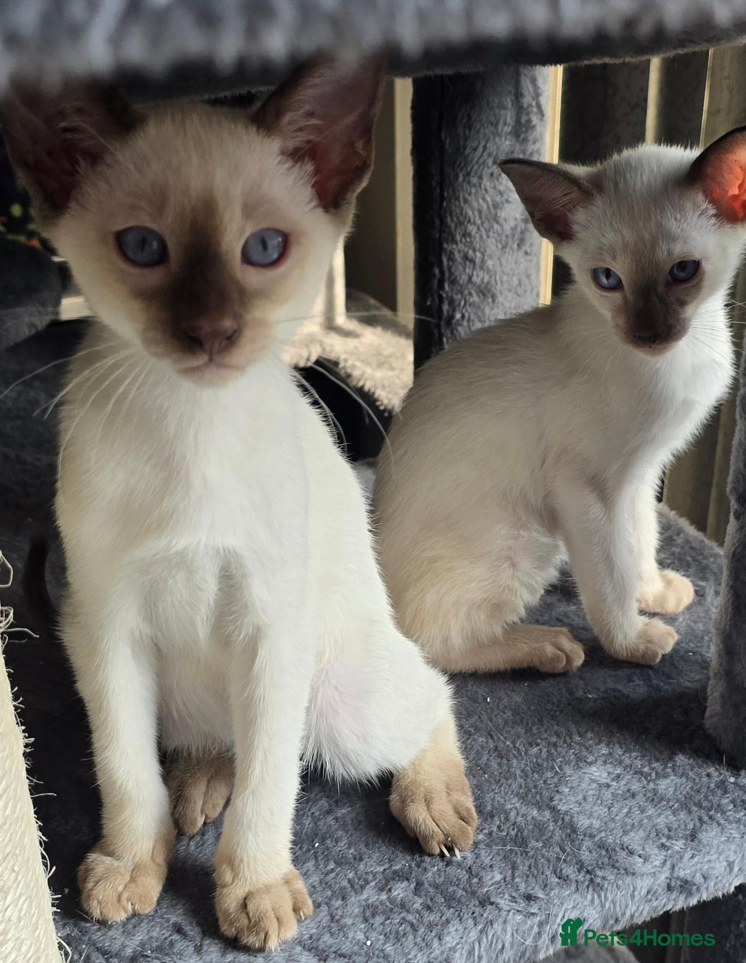 Siamese cats Gorgeous blue eyed full siamese male kittens  - Advert 3
