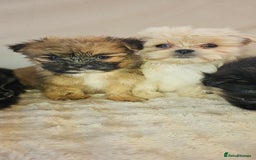 Pomeranian dogs for sale: Pomeranian puppies - Image 5