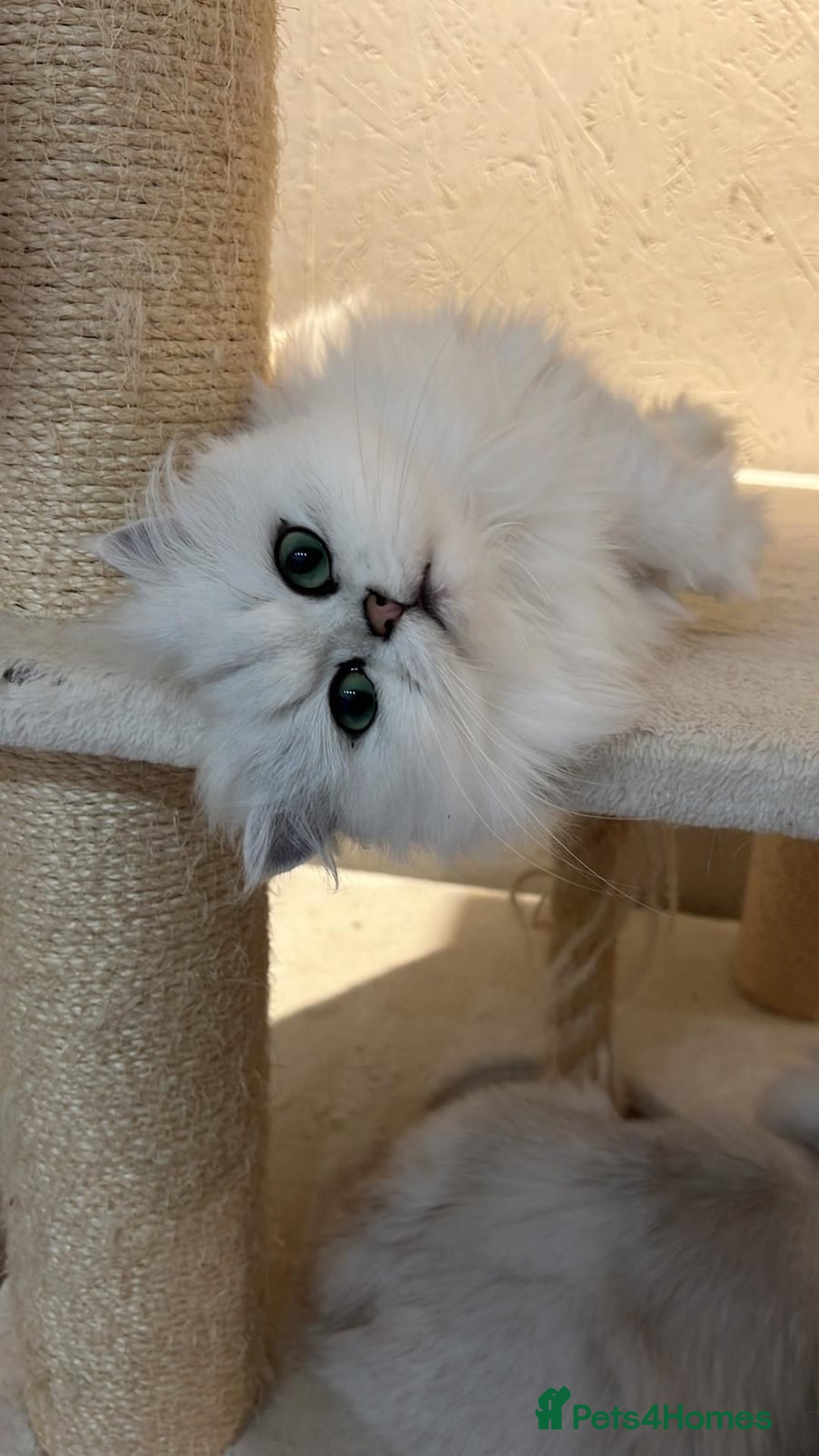 Scottish Fold cats for sale: 🐾 Adorable Pedigree Scottish Kittens! 🐾 - Advert 6