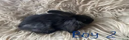 Lionhead rabbits for sale: Baby mini lop lion head rabbits  in Norwich - Advert 7