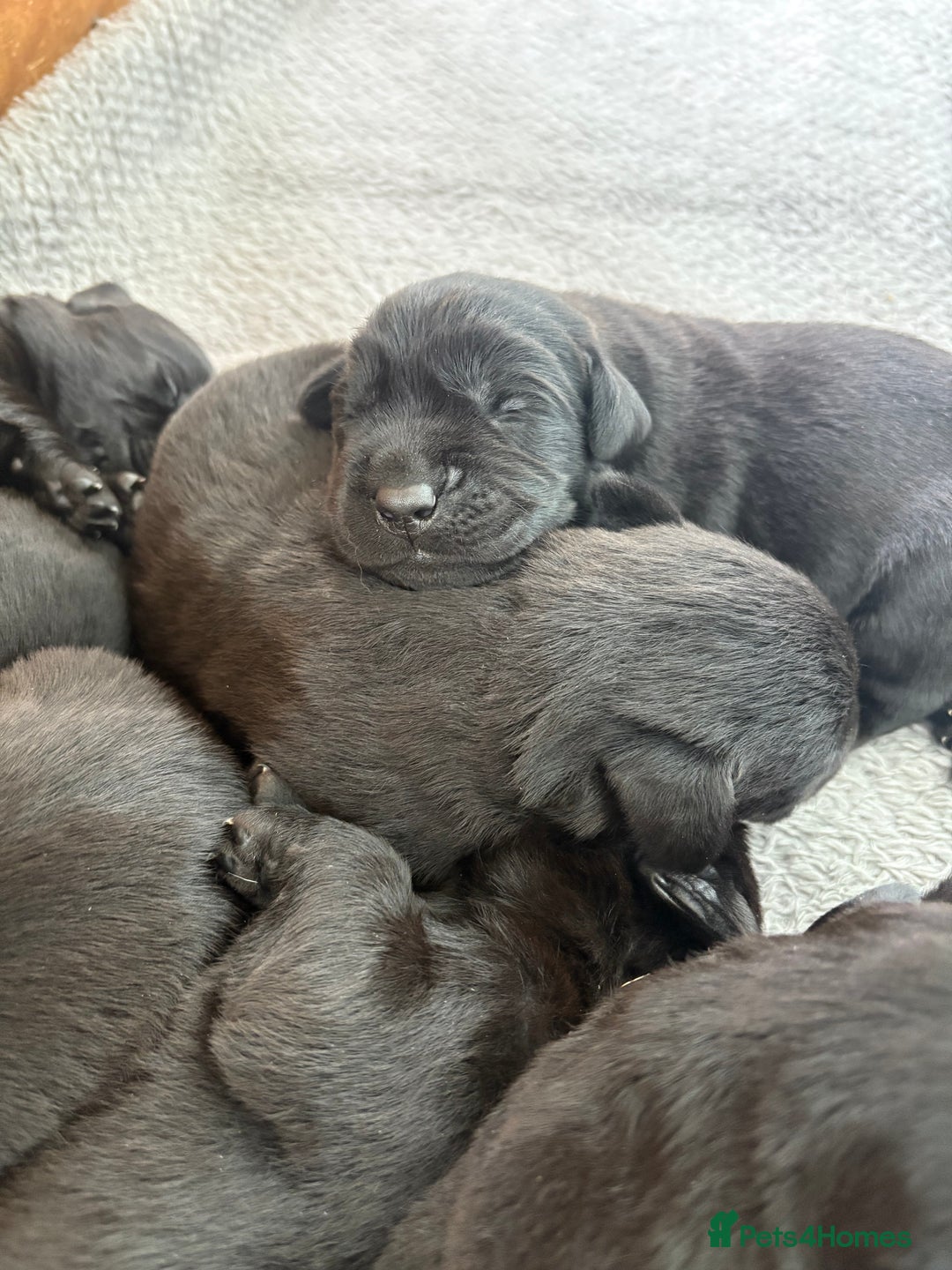 Labrador Retriever dogs for sale: Health tested KC Registered Labrador Puppies  - Image 1