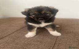 Huskita dogs for sale: akkita mix hussky - Image 11