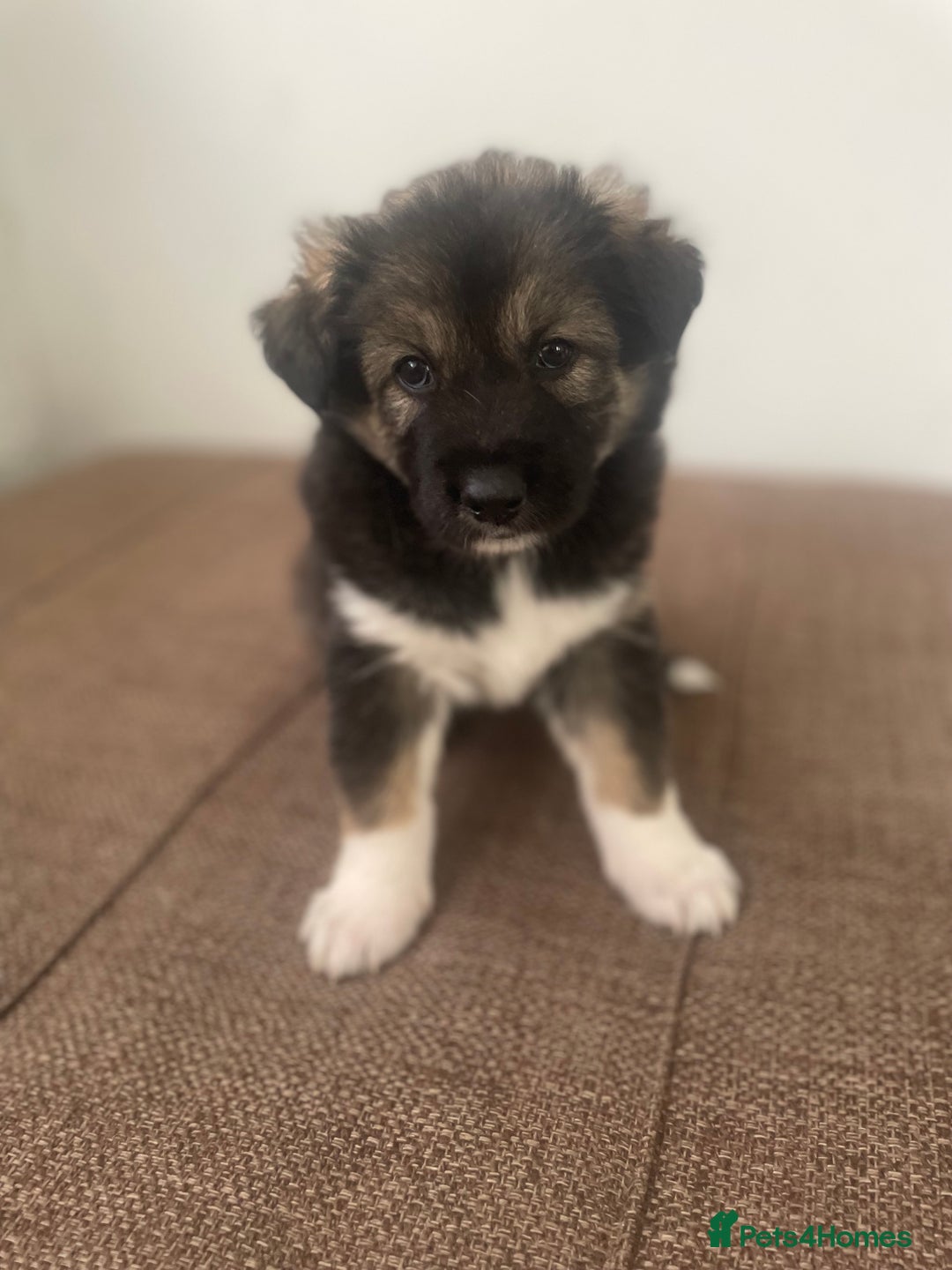 Huskita dogs for sale: akkita mix hussky - Image 11