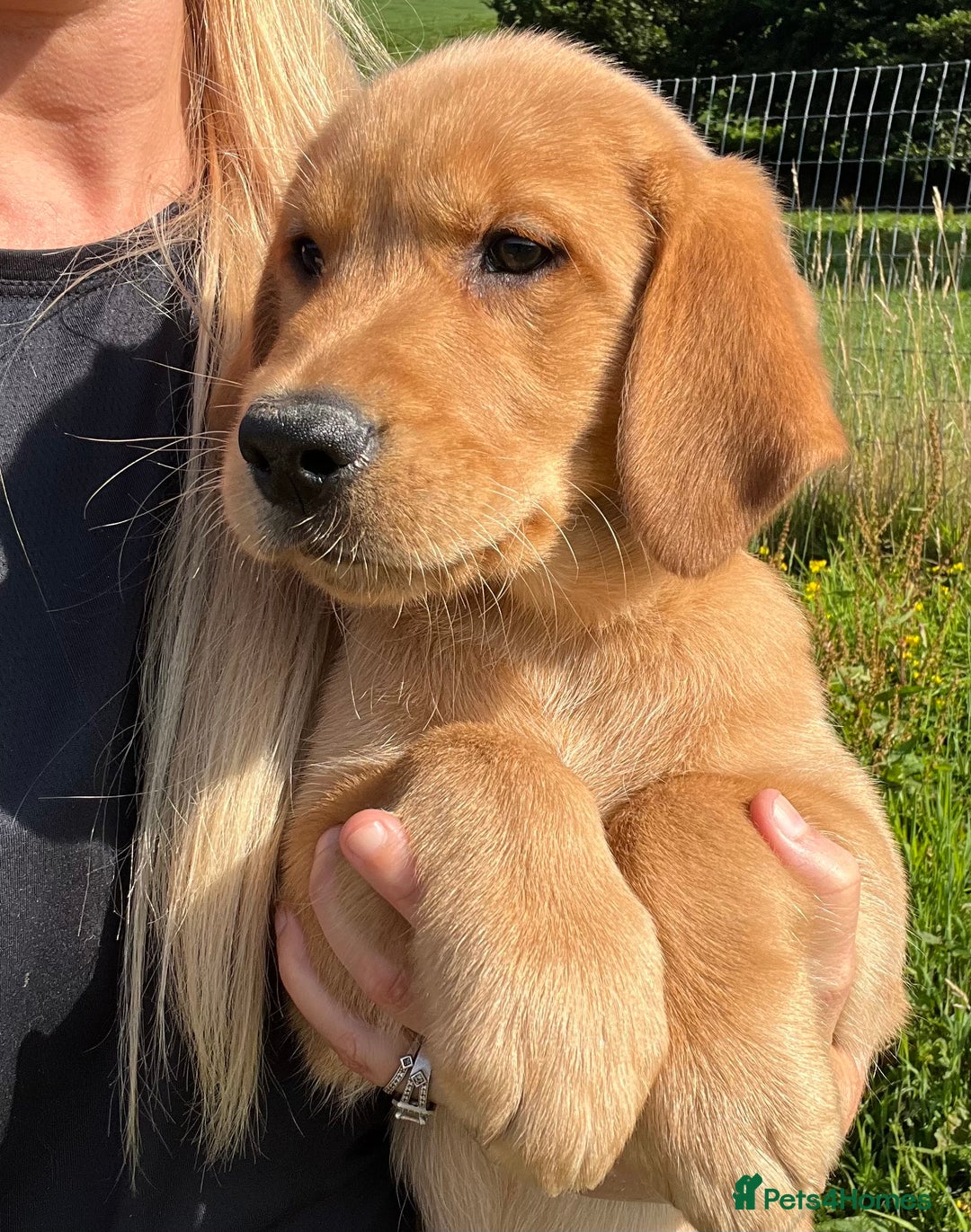 Goldador dogs for sale: Beautiful Chunky Goldador Puppies - Image 19