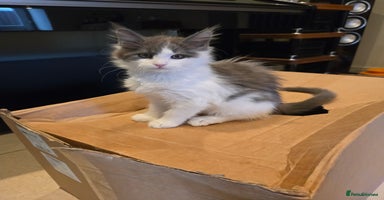 Maine Coon cats - Advert 11