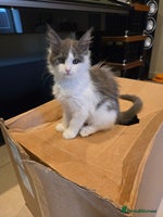 Maine Coon cats - Advert 11