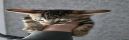Bengal cats for sale: Two stunning little girls absolutely stunning!!!  - Advert 16