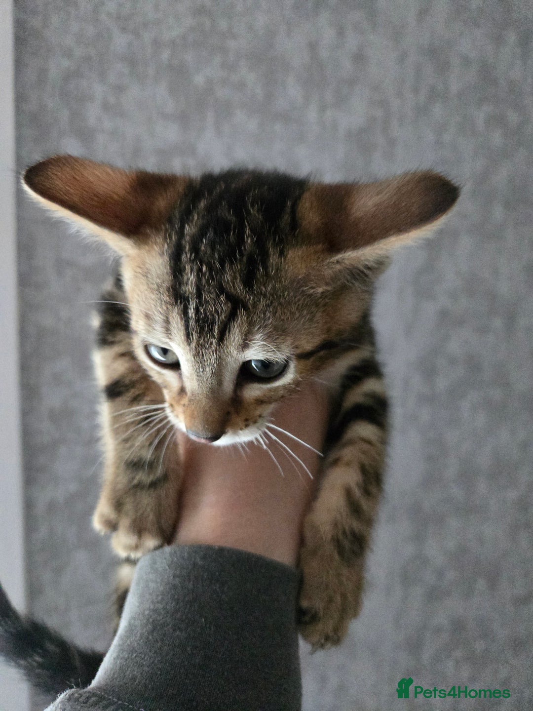 Bengal cats for sale: Two stunning little girls absolutely stunning!!!  - Advert 16