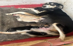 Mixed Breed dogs for sale: Saluki whippet greyhounds  - Image 21