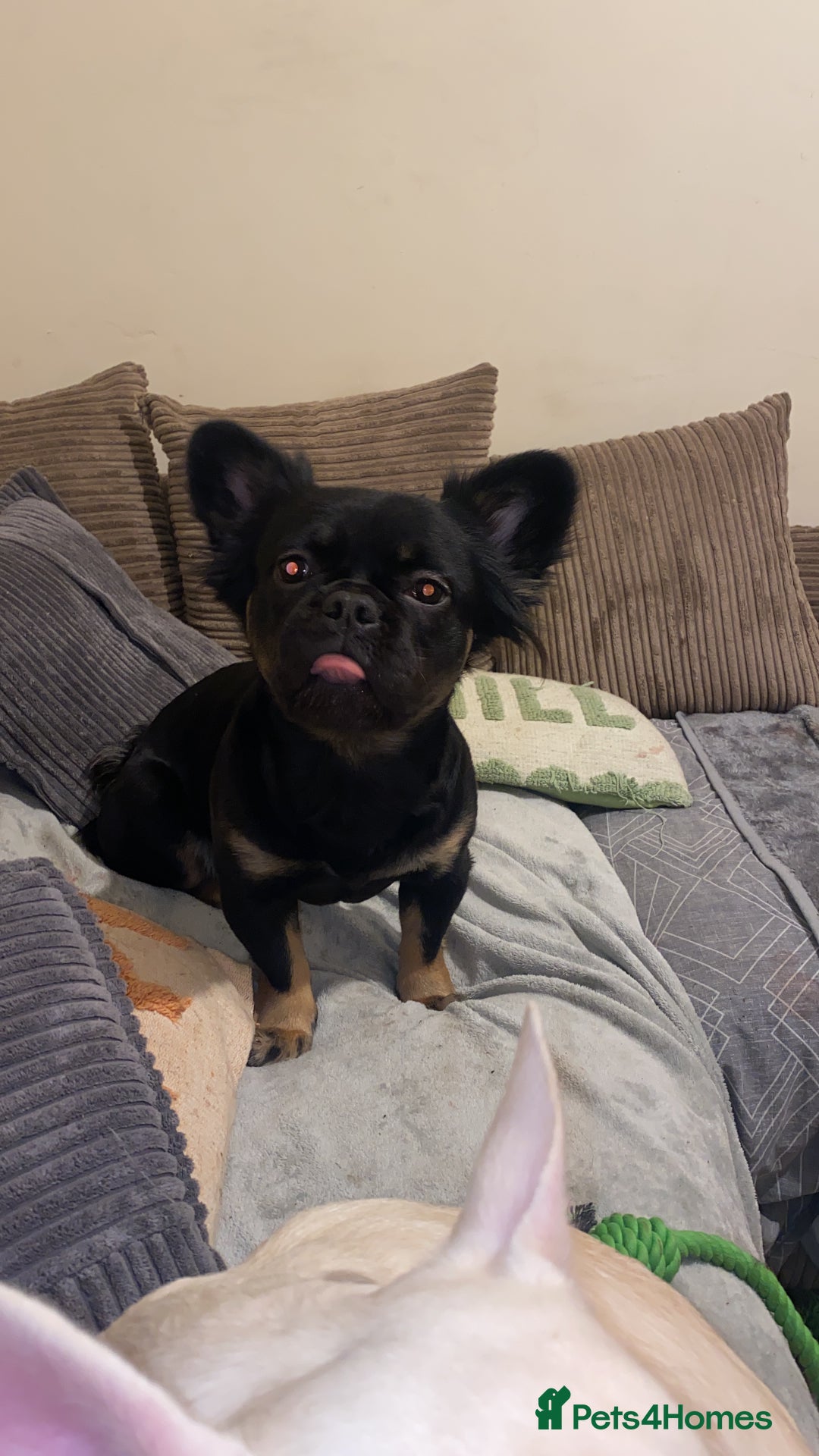 French Bulldog dogs for sale: One pink male french bulldog left  - Advert 21