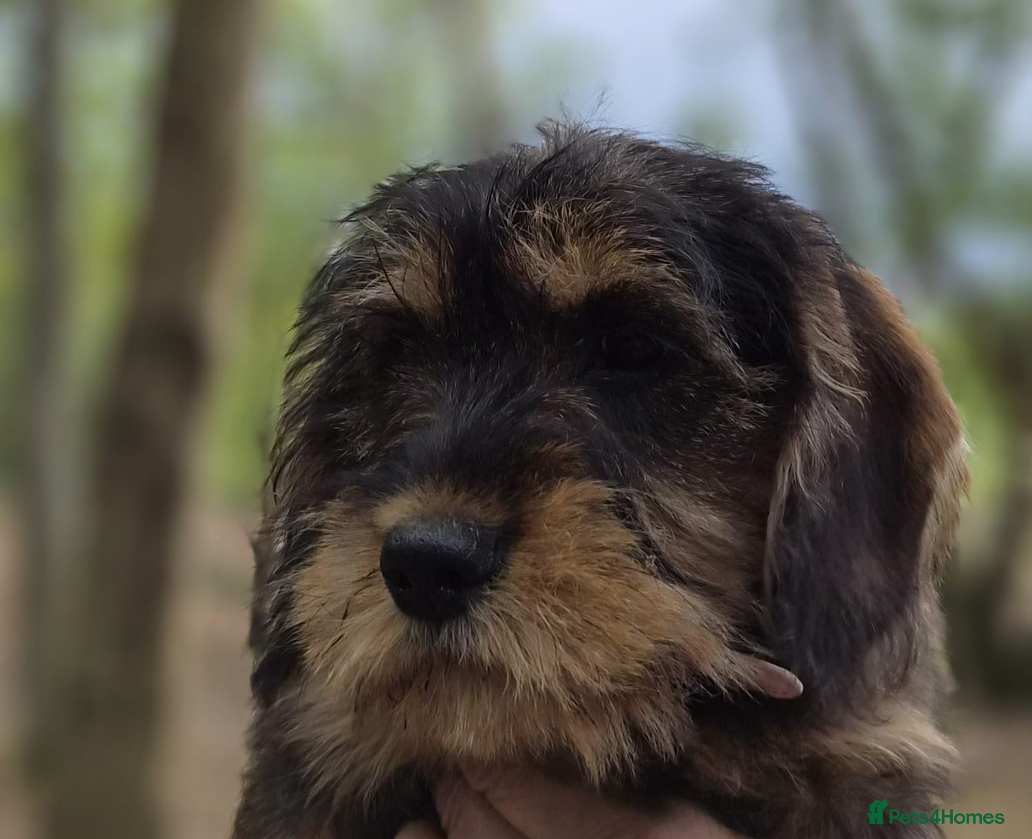 Schnoodle dogs Miniature schnoodle - Advert 1