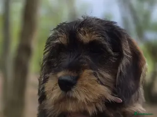 Schnoodle dogs Miniature schnoodle - Advert 1