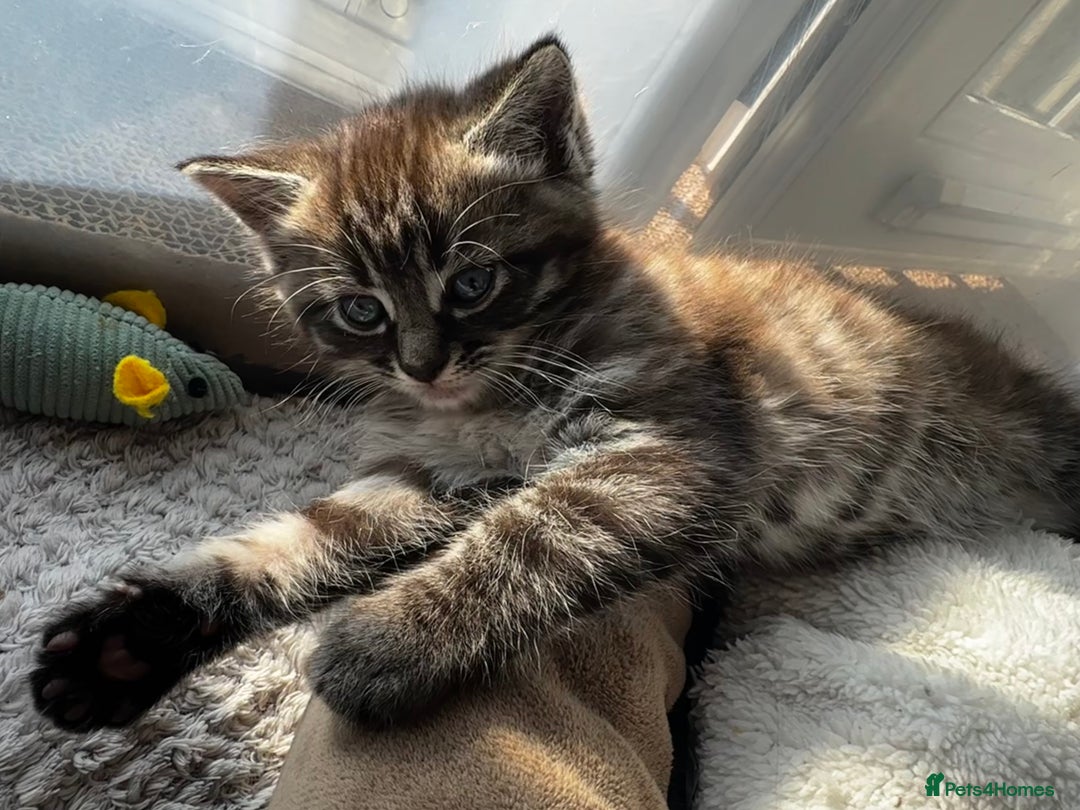 Persian cats for sale: ALL SOLD! PERSIAN-RAGDOLL KITTENS - Image 18