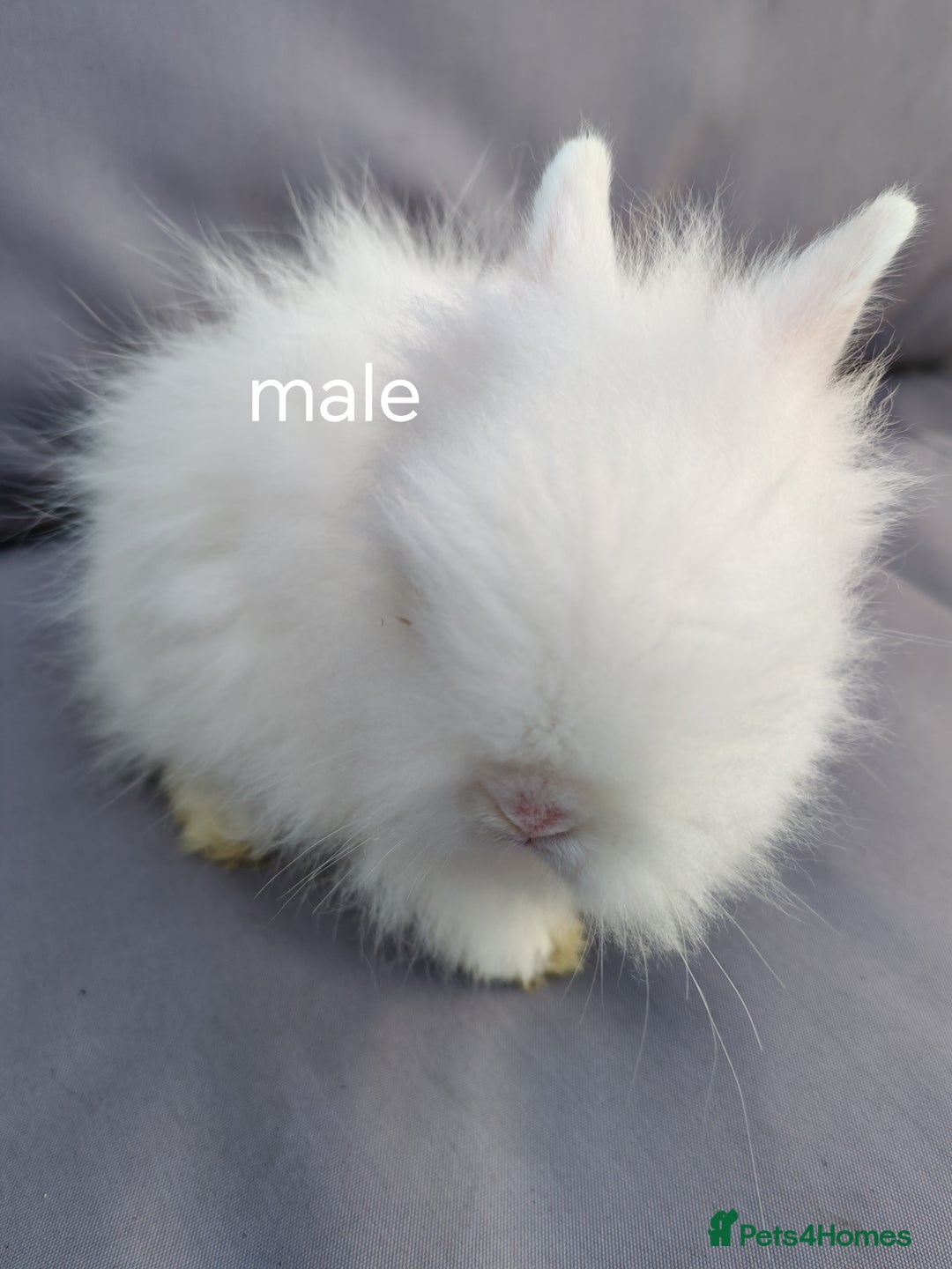 Lionhead rabbits for sale: Double maned lion head babies ready to leave now - Image 10
