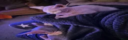 Sphynx cats for sale: Gorgeous bonded pair of Sphynx cats in Worthing - Advert 4