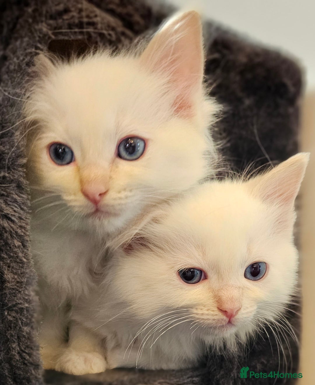 Ragdoll cats for sale: Stunning ragdoll kittens  - Image 9