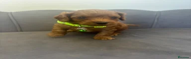 Green collar Cavapoo 