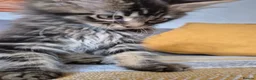 Maine Coon cats for sale: Maine coon kittens  - Advert 21